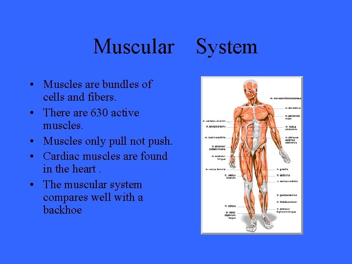 Muscular System • Muscles are bundles of cells and fibers. • There are 630