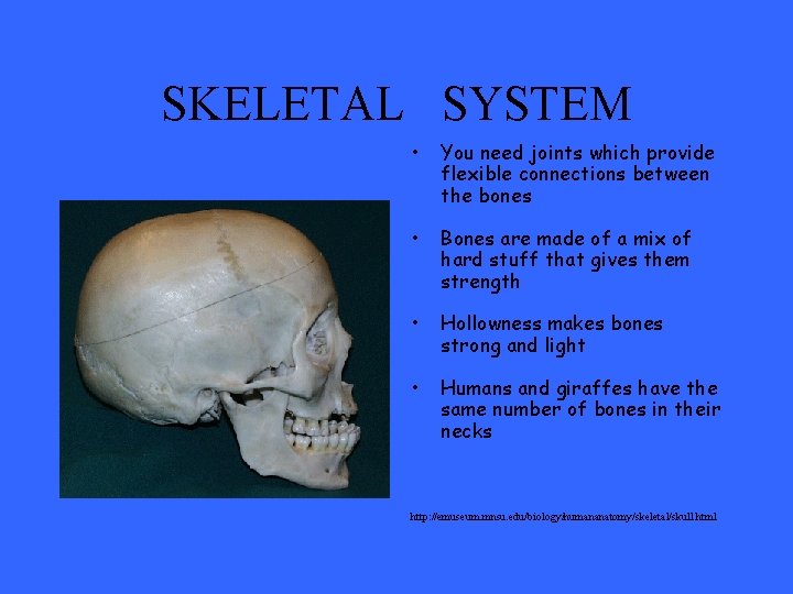 SKELETAL SYSTEM • You need joints which provide flexible connections between the bones •