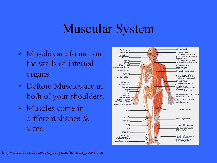Muscular System • Muscles are found on the walls of internal organs. • Deltoid