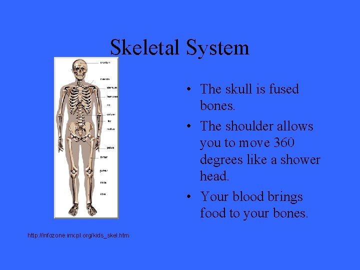 Skeletal System • The skull is fused bones. • The shoulder allows you to