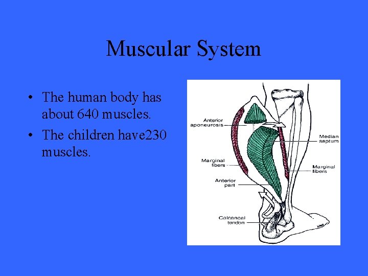 Muscular System • The human body has about 640 muscles. • The children have