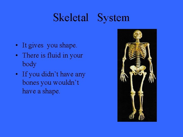 Skeletal System • It gives you shape. • There is fluid in your body