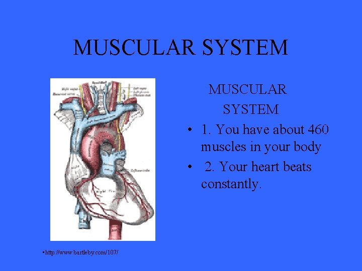 MUSCULAR SYSTEM MUSCULAR SYSTEM • 1. You have about 460 muscles in your body