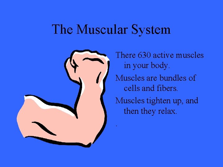 The Muscular System There 630 active muscles in your body. Muscles are bundles of
