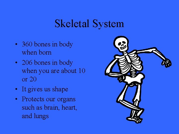 Skeletal System • 360 bones in body when born • 206 bones in body