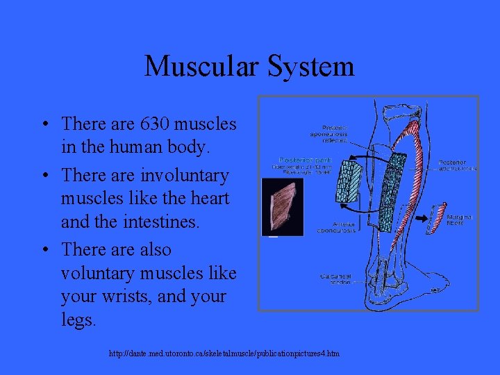 Muscular System • There are 630 muscles in the human body. • There are