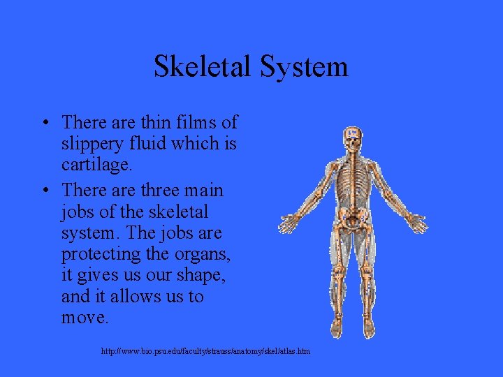 Skeletal System • There are thin films of slippery fluid which is cartilage. •