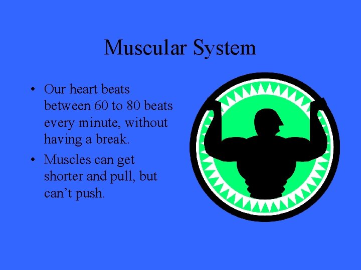 Muscular System • Our heart beats between 60 to 80 beats every minute, without