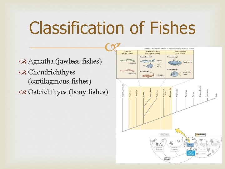 Classification of Fishes Agnatha (jawless fishes) Chondrichthyes (cartilaginous fishes) Osteichthyes (bony fishes) 