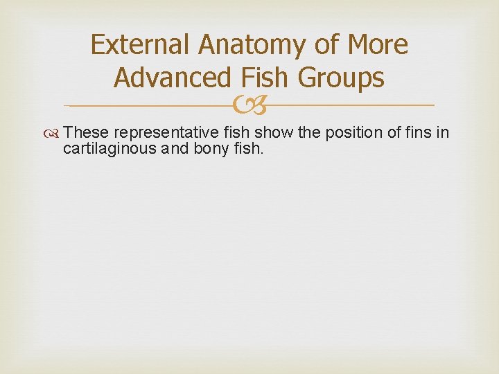 External Anatomy of More Advanced Fish Groups These representative fish show the position of