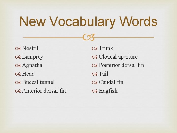 New Vocabulary Words Nostril Lamprey Agnatha Head Buccal tunnel Anterior dorsal fin Trunk Cloacal