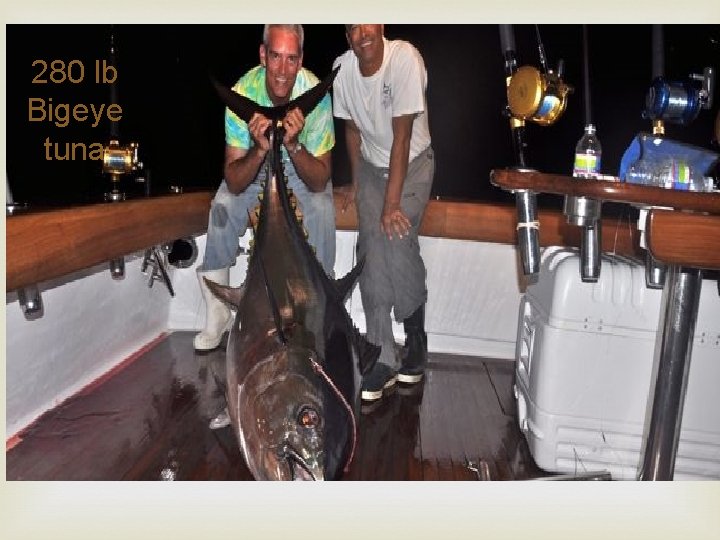 280 lb Bigeye tuna 