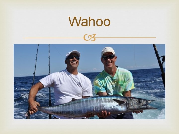 Wahoo 