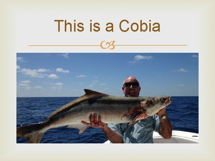 This is a Cobia 