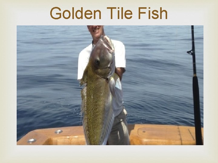 Golden Tile Fish 