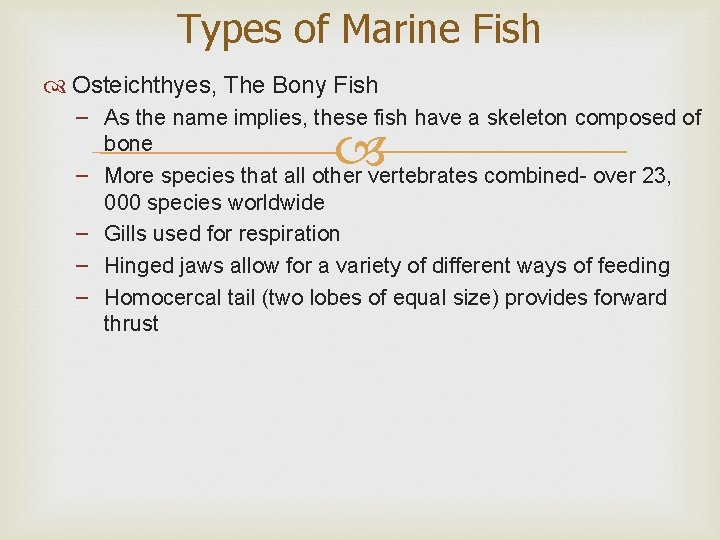 Types of Marine Fish Osteichthyes, The Bony Fish – As the name implies, these