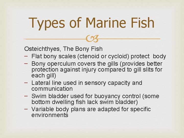 Types of Marine Fish Osteichthyes, The Bony Fish – Flat bony scales (ctenoid or