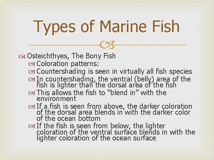 Types of Marine Fish Osteichthyes, The Bony Fish Coloration patterns: Countershading is seen in