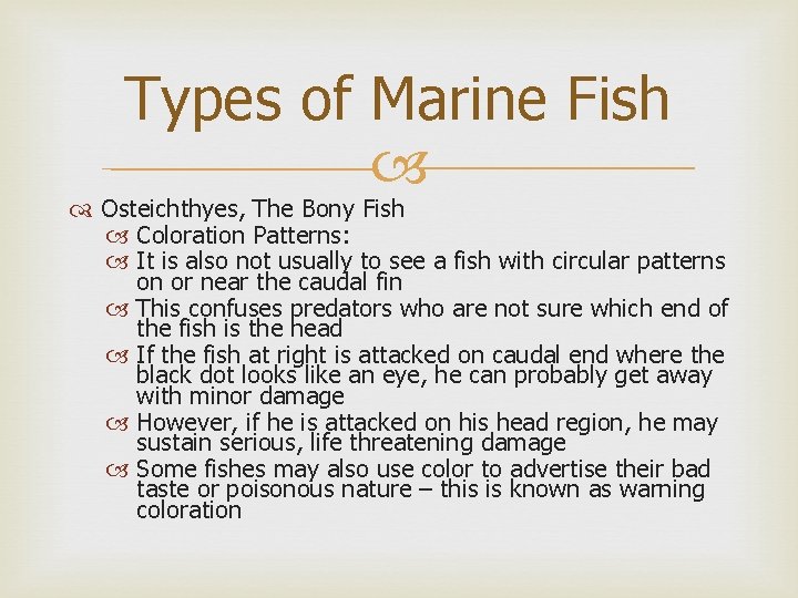 Types of Marine Fish Osteichthyes, The Bony Fish Coloration Patterns: It is also not