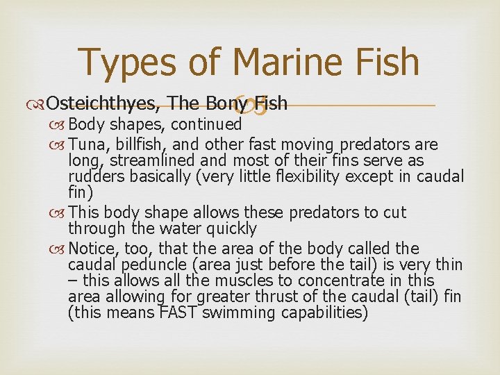 Types of Marine Fish Osteichthyes, The Bony Fish Body shapes, continued Tuna, billfish, and