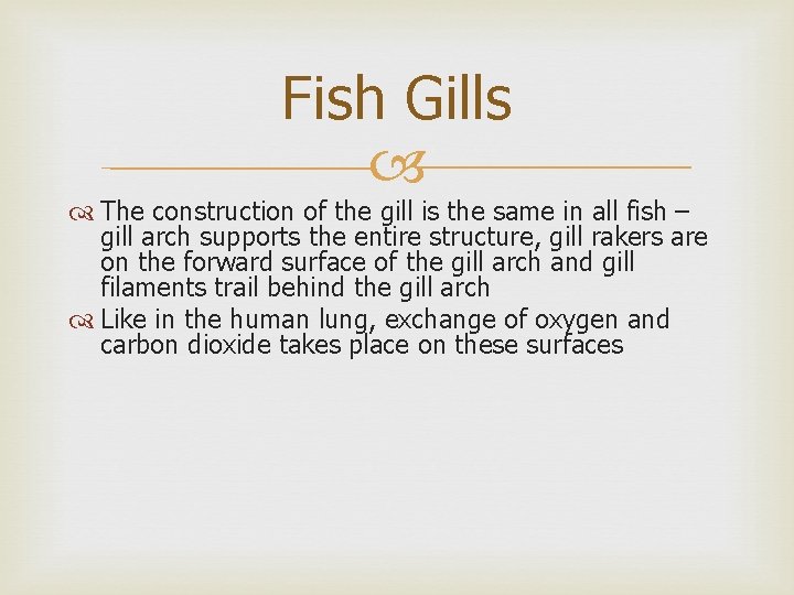 Fish Gills The construction of the gill is the same in all fish –