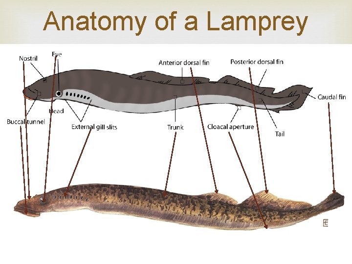 Anatomy of a Lamprey 