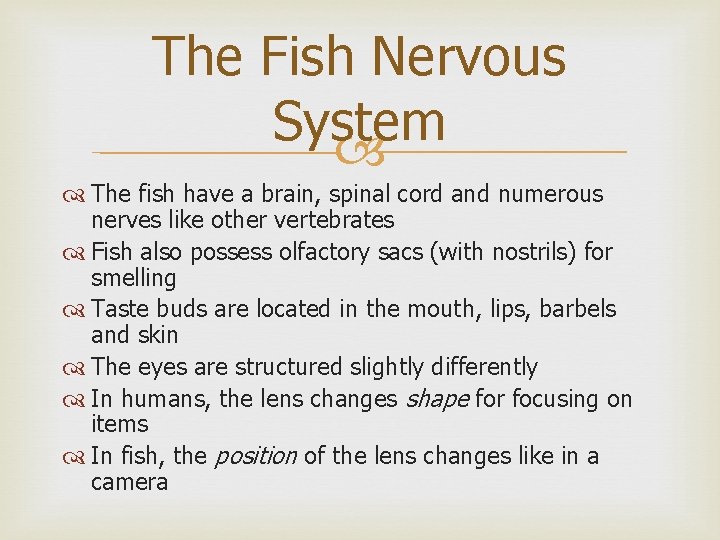 The Fish Nervous System The fish have a brain, spinal cord and numerous nerves