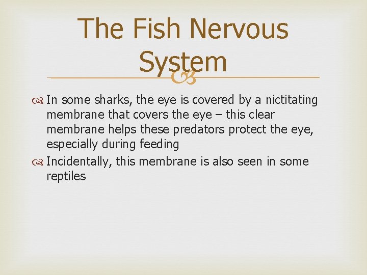 The Fish Nervous System In some sharks, the eye is covered by a nictitating