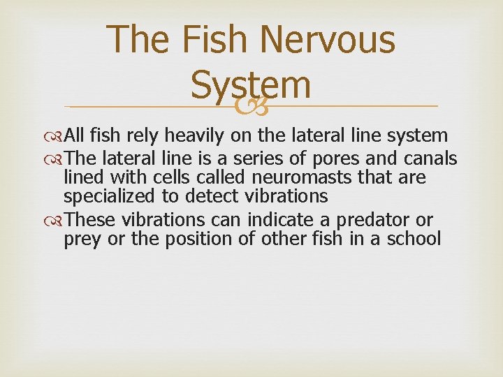 The Fish Nervous System All fish rely heavily on the lateral line system The