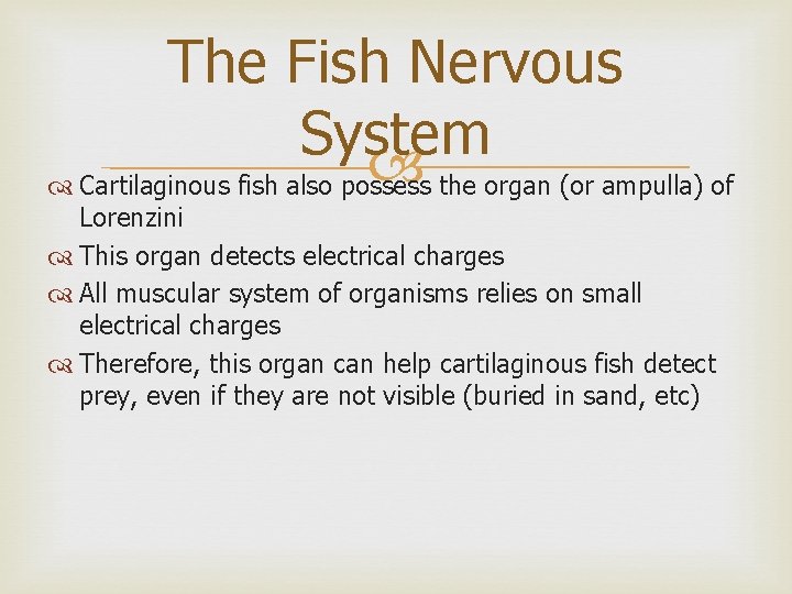 The Fish Nervous System Cartilaginous fish also possess the organ (or ampulla) of Lorenzini