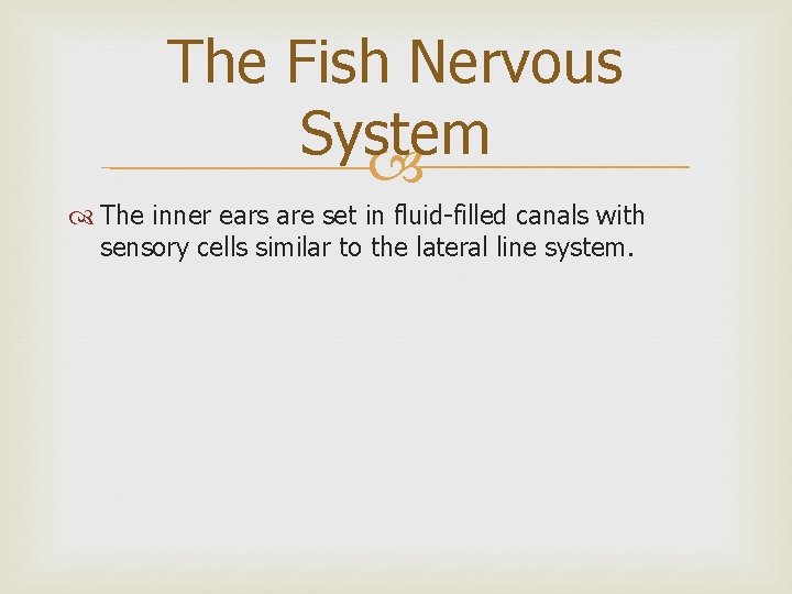 The Fish Nervous System The inner ears are set in fluid-filled canals with sensory