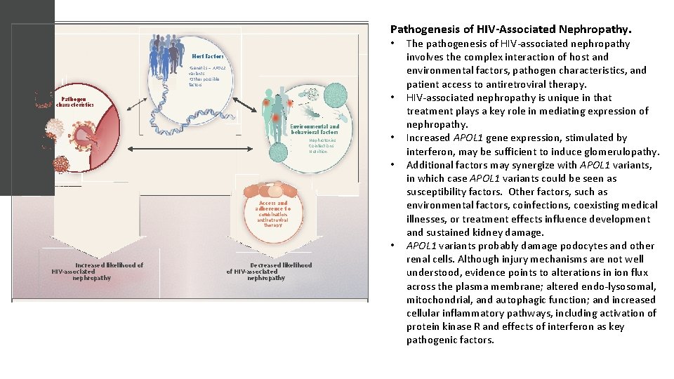 Pathogenesis of HIV-Associated Nephropathy. • Host factors • Genetics – APOL 1 variants •