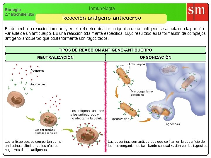 Inmunología Biología 2. º Bachillerato Reacción antígeno-anticuerpo Es de hecho la reacción inmune, y