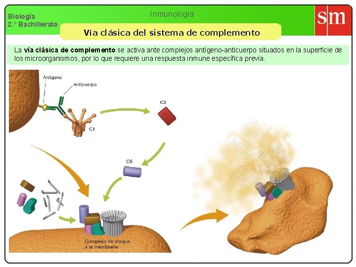 Biología 2. º Bachillerato Inmunología Vía clásica del sistema de complemento La vía clásica