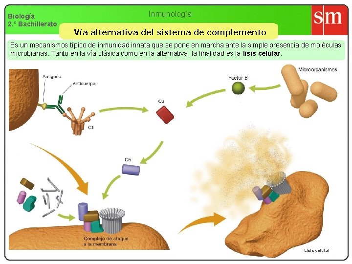 Biología 2. º Bachillerato Inmunología Vía alternativa del sistema de complemento Es un mecanismos