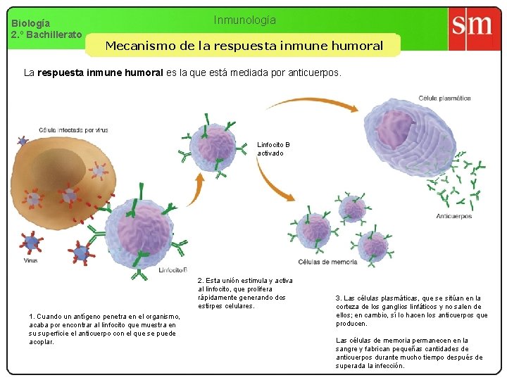 Biología 2. º Bachillerato Inmunología Mecanismo de la respuesta inmune humoral La respuesta inmune