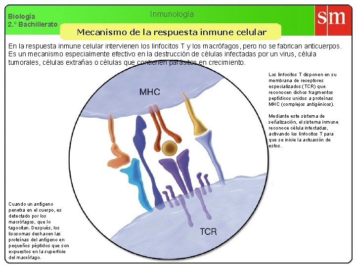 Biología 2. º Bachillerato Inmunología Mecanismo de la respuesta inmune celular En la respuesta