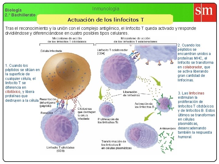 Biología 2. º Bachillerato Inmunología Actuación de los linfocitos T Tras el reconocimiento y