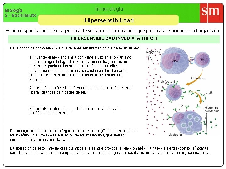 Biología 2. º Bachillerato Inmunología Hipersensibilidad Es una respuesta inmune exagerada ante sustancias inocuas,