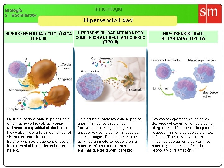 Biología 2. º Bachillerato Inmunología Hipersensibilidad HIPERSENSIBILIDAD CITOTÓXICA HIPERSENSIBILIDAD MEDIADA POR COMPLEJOS ANTÍGENO-ANTICUERPO (TIPO