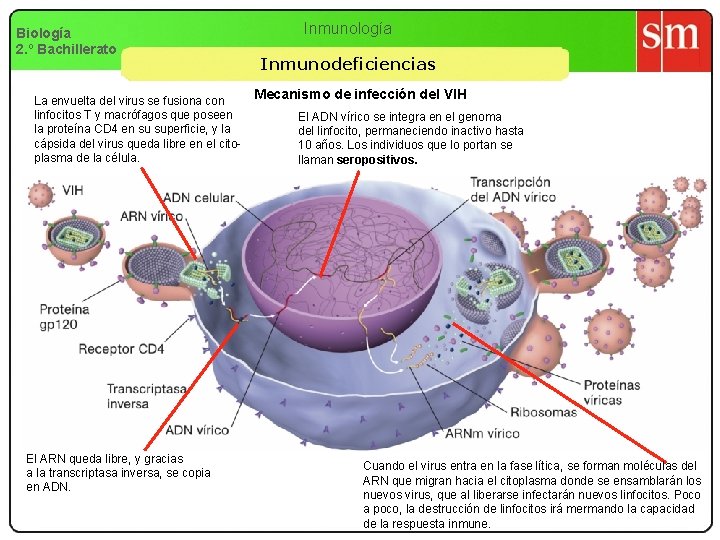 Biología 2. º Bachillerato La envuelta del virus se fusiona con linfocitos T y