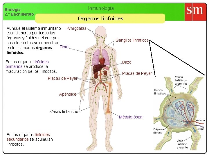 Inmunología Biología 2. º Bachillerato Órganos linfoides Aunque el sistema inmunitario Amígdalas está disperso