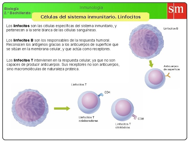 Biología 2. º Bachillerato Inmunología Células del sistema inmunitario. Linfocitos Los linfocitos son las