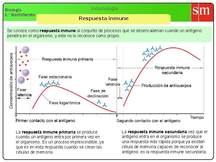 Biología 2. º Bachillerato Inmunología Respuesta inmune Se conoce como respuesta inmune al conjunto