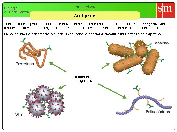 Biología 2. º Bachillerato Inmunología Antígenos Toda sustancia ajena al organismo, capaz de desencadenar