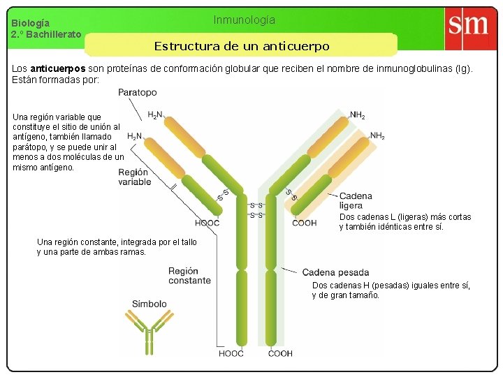 Biología 2. º Bachillerato Inmunología Estructura de un anticuerpo Los anticuerpos son proteínas de