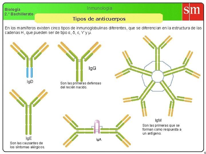 Biología 2. º Bachillerato Inmunología Tipos de anticuerpos En los mamíferos existen cinco tipos