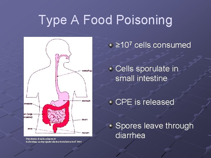 Type A Food Poisoning ≥ 107 cells consumed Cells sporulate in small intestine CPE