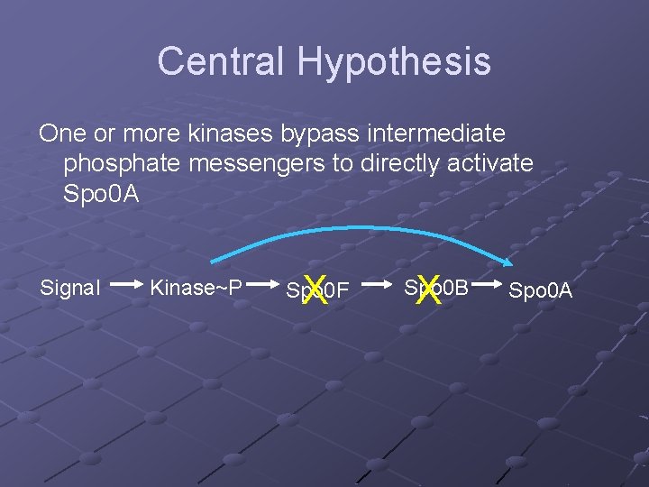 Central Hypothesis One or more kinases bypass intermediate phosphate messengers to directly activate Spo