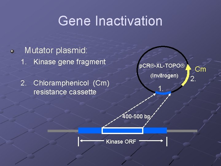 Gene Inactivation Mutator plasmid: 1. Kinase gene fragment p. CR®-XL-TOPO® (Invitrogen) 2. Chloramphenicol (Cm)
